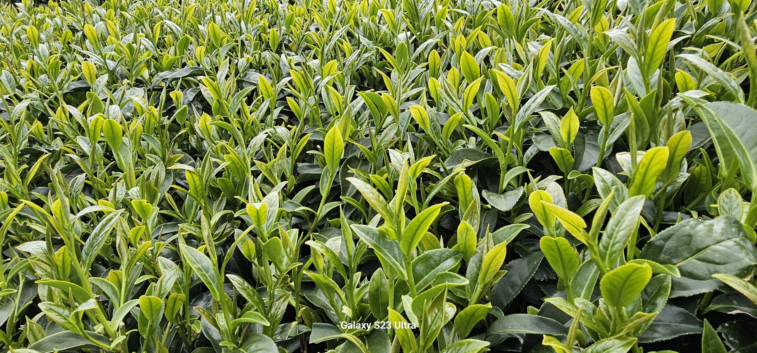 梨山春茶